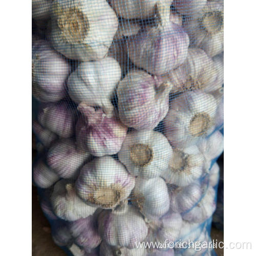 New Crop Fresh Garlic Loose Packing